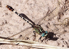 Erpetogomphus lampropeltis