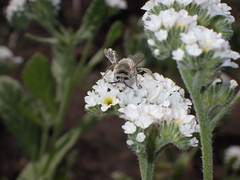 Anthophora pulverosa