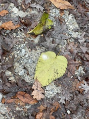 Cheiracanthium mildei