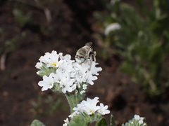 Anthophora pulverosa