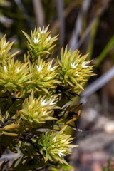 Thesium capitatum