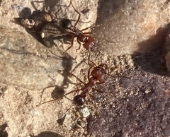 Amoimyrmex