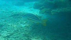 Lutjanus carponotatus