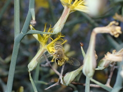 Colletes moricei