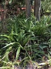 Agapanthus praecox