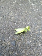 Hierodula patellifera patellifera