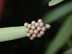 Acrosternum rubescens