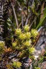 Thesium capitatum