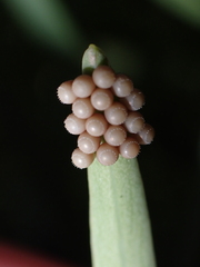 Acrosternum rubescens