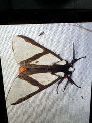 Turuptiana obliqua