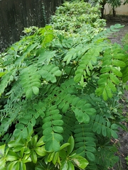 Fabaceae