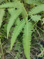 Gleichenella pectinata