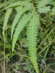 Gleichenella pectinata