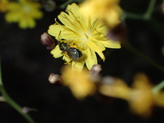 Lasioglossum viride
