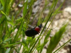 Heliotaurus ruficollis