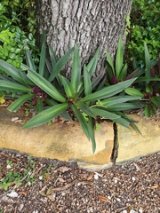 Tradescantia spathacea