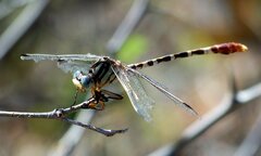 Erpetogomphus lampropeltis natrix