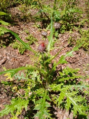 Cirsium ehrenbergii