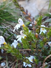 Euphrasia officinalis