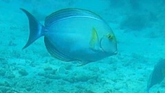 Acanthurus xanthopterus