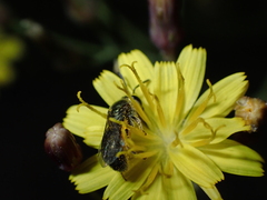 Lasioglossum viride
