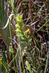 Struthiola tomentosa
