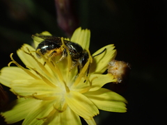Lasioglossum viride