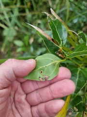 Cryptocarya foveolata