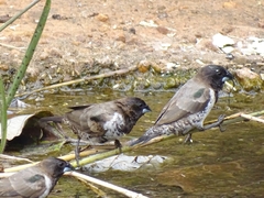 Spermestes cucullata