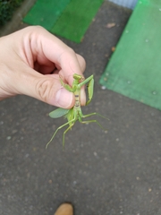 Hierodula patellifera patellifera