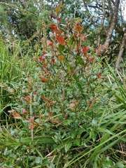 Cryptocarya foveolata