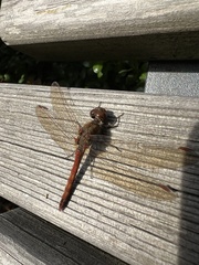Sympetrum