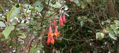 Fuchsia boliviana
