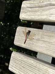 Sympetrum