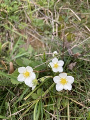 Fragaria viridis