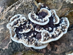 Earliella