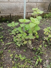 Coleus amboinicus