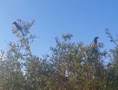 Aphelocoma coerulescens