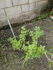 Coleus amboinicus