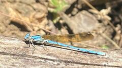 Argia anceps