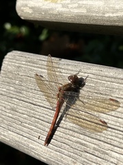 Sympetrum