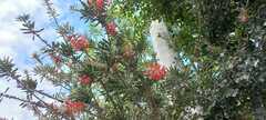 Callistemon