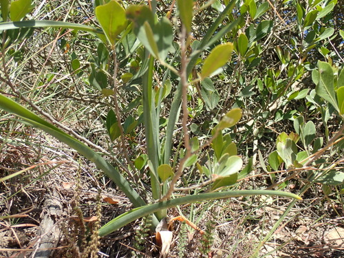 Albuca schoenlandii