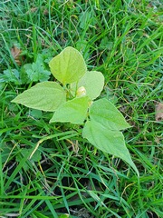 Phaseolus vulgaris