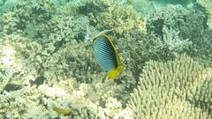 Chaetodon melannotus