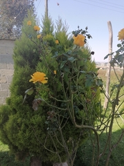 Cochlospermum vitifolium