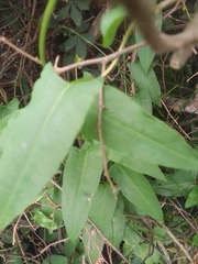 Muehlenbeckia sagittifolia