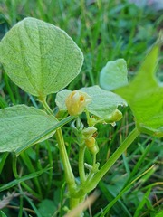 Phaseolus vulgaris