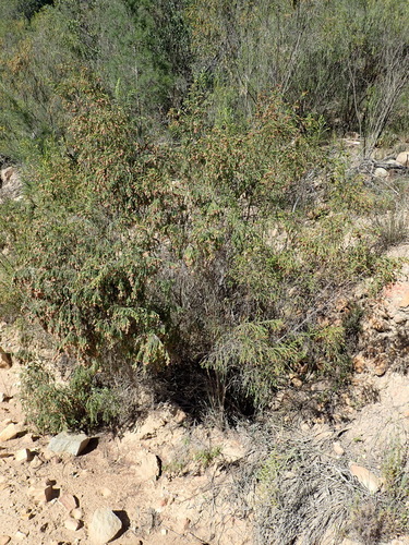 Image of Passerina obtusifolia by (c) Nicola van Berkel, some rights reserved (CC BY-SA)