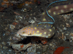 Myrichthys breviceps